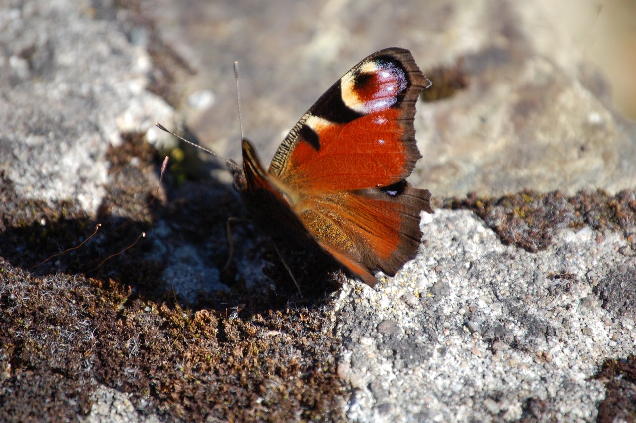 The Philosophy and Science of Preserving Biodiversity